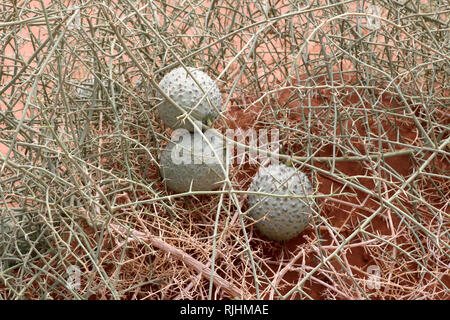 Nara (Acanthosicyos horridus) - Namibia Afrika Stockfoto