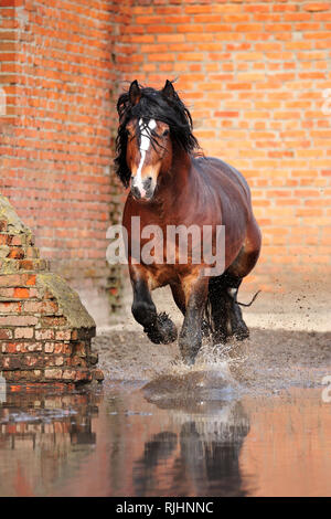 Bucht Entwurf Pferd läuft im Galopp vorwärts entlang Red brick wall in einer schlammigen Pfütze Spritzwasser rund um. Vertikale, Vorderansicht, in Bewegung. Stockfoto