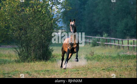 Crazy Hengst Striche nach vorn, während Sie im Sommer Paddock. Horizontale, zentriert, Vorderansicht, in Bewegung. Stockfoto