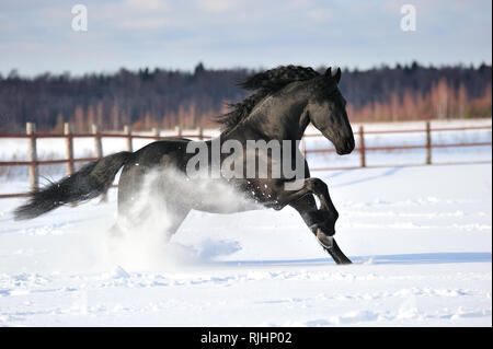 Schöne Friesische Pferd galoppiert in den tiefen Schnee im Winter. Horizontale, Seitenansicht, in Bewegung. Stockfoto