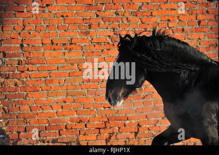 Schwarz Vladimir schwerer Hengst verläuft entlang Red brick wall im Winter. Horizontale, Porträt, in Bewegung. Stockfoto