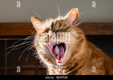 Nach orange Katze mit seinen Mund weit offen; gelbe Zähne und Zahnstein sichtbar auf den Zähnen, Zeichen der zahnmedizinischen Probleme Stockfoto