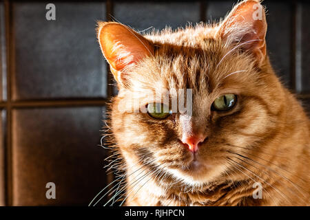 Orange Katze mit grünen Augen in die Kamera schaut, helles Licht, das von der linken Seite Stockfoto