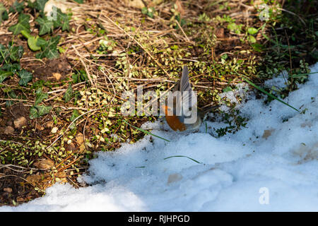 Eine europäische Rotkehlchen (Erithacus Rubecula) unter weg im Schnee Stockfoto