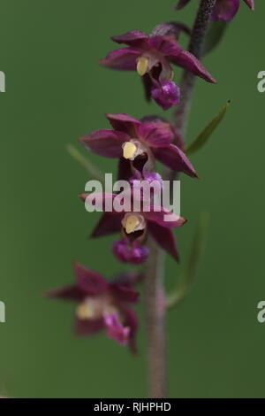 Royal Waldvögelein (Epipactis atrorubens) Blühende in einem Naturschutzgebiet in der Nähe von Osnabrück, Deutschland. Stockfoto