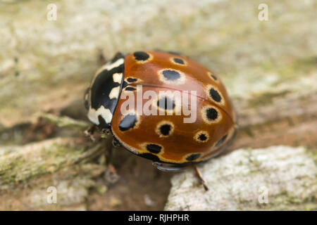 Eyed Marienkäfer (Anatis ocellata), auch genannt eyed Marienkäfer, die größte Marienkäfer in Großbritannien Stockfoto