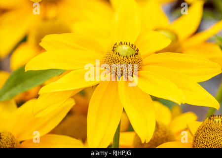 Rudebeckia (Sophia Gelb) Close-up und in voller Blüte Stockfoto
