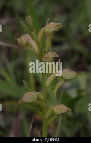 Frosch Orchis (Coeloglossum viride) in einem Naturschutzgebiet in der Eifel, Deutschland. Stockfoto