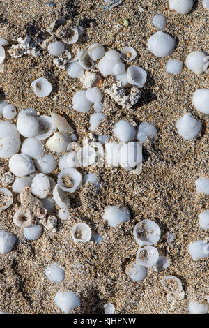 Sand und Muscheln Hintergrund Textur in Fuerteventura, Spanien gefunden Stockfoto