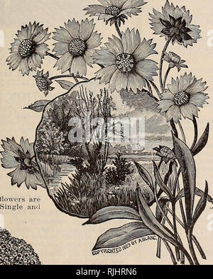 . Beckert der Samen. Verkaufskataloge Samen; Gemüse Samen Kataloge, Leuchtmittel (Pflanzen) Samen Samen Kataloge Kataloge; Obst; Blumen Samen Kataloge; Garten Werkzeuge Kataloge. . Bitte beachten Sie, dass diese Bilder sind von der gescannten Seite Bilder, die digital für die Lesbarkeit verbessert haben mögen - Färbung und Aussehen dieser Abbildungen können nicht perfekt dem Original ähneln. extrahiert. Wm. C. Beckert (Firma); Henry G. Gilbert Baumschule und Saatgut Handel Katalog Kollektion. Allegheny, Pa.: Wm. C. Beckert Stockfoto