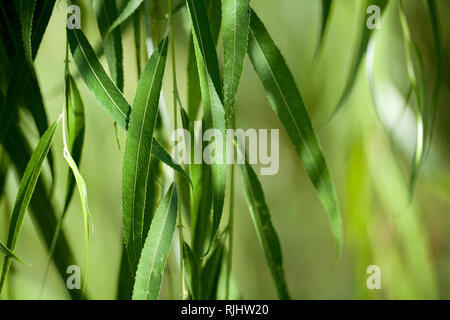 Trauerweide Hintergrund Stockfoto