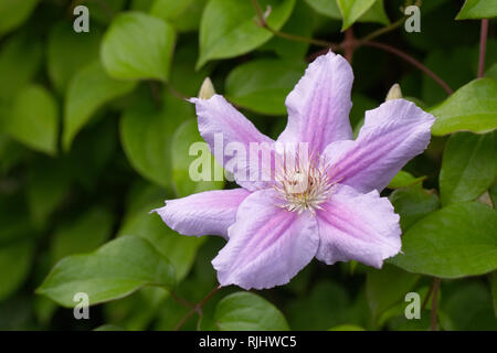 Clematis 'Bees Jubilee' Blume. Stockfoto