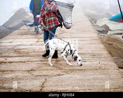 Ein Dalmatiner Hund schnüffelt im Süden Anlegestelle an einem nebligen, Februar Tag in Port Aransas, Texas USA. Stockfoto