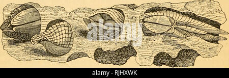 . Schöne Muscheln: Ihre Art, Struktur und verwendet familiär erklärt; mit Wegbeschreibungen für die Sammlung, Reinigung, und Anordnen im Schrank; Beschreibungen der bemerkenswertesten Arten, und der Kreaturen, die sie bewohnen, und die Erklärungen der Bedeutung ihrer wissenschaftlichen Namen, und von den Bedingungen in conchology verwendet. Muscheln, Muscheln. 62 EOCK - BOEEES. sagte den Mund der Person, die davon ißt die moUusk zu beleuchten; und es ist von Dr. priesterlichen,,*' im Gegensatz zu der Natur der meisten Fische, die Licht geben, wenn Sie zu putrescence neigen, leuchtender ist das frischer es bemerkte Stockfoto