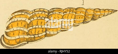 . Schöne Muscheln; ihre Art, Struktur und verwendet im Volksmund erklärte, mit Wegbeschreibungen für die Sammlung, Reinigung, und Anordnen im Schaltschrank und Beschreibungen der bemerkenswertesten Arten. Shells. . Bitte beachten Sie, dass diese Bilder sind von der gescannten Seite Bilder, die digital für die Lesbarkeit verbessert haben mögen - Färbung und Aussehen dieser Abbildungen können nicht perfekt dem Original ähneln. extrahiert. Adams, H. G. (Henry Gardiner), 1811 oder 12-1881. London, Groombridge und Söhne Stockfoto