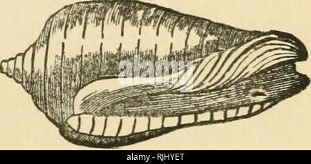 . Schöne Muscheln; ihre Art, Struktur und verwendet im Volksmund erklärte, mit Wegbeschreibungen für die Sammlung, Reinigung, und Anordnen im Schaltschrank und Beschreibungen der bemerkenswertesten Arten. Shells. . Bitte beachten Sie, dass diese Bilder sind von der gescannten Seite Bilder, die digital für die Lesbarkeit verbessert haben mögen - Färbung und Aussehen dieser Abbildungen können nicht perfekt dem Original ähneln. extrahiert. Adams, H. G. (Henry Gardiner), 1811 oder 12-1881. London, Groombridge und Söhne Stockfoto