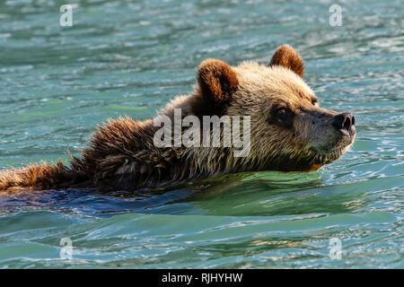 Junge grizzly Bär Schwimmen entlang der Great Bear Rainforest Shoreline, erste Nationen Gebiet, British Columbia, Kanada. Stockfoto