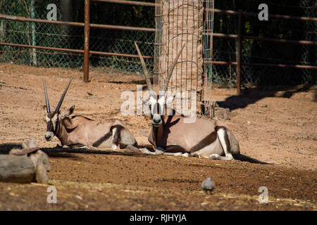 Ein Oryx Antilopen in der Oasis Park in Fuerteventura, Kanarische Inseln Stockfoto