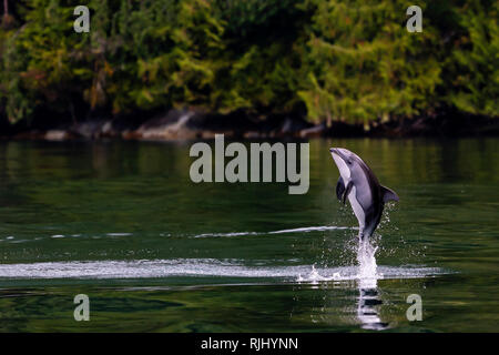 Pacific weiß beidseitig Dolphin in Küstennähe in Thompson Sound springen, Great Bear Rainforest, erste Nationen Gebiet, British Columbia, Kanada. Stockfoto