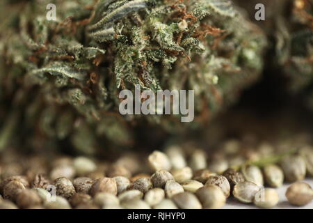 Cannabis Geschäftskonzept. Medizinisches Marihuana und cbd Ölsaaten Stockfoto