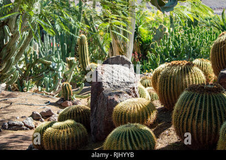 Der Kaktus Garten an der Oasis Park in Fuerteventura, Kanarische Inseln Stockfoto