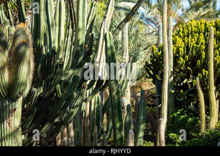 Der Kaktus Garten an der Oasis Park in Fuerteventura, Kanarische Inseln Stockfoto