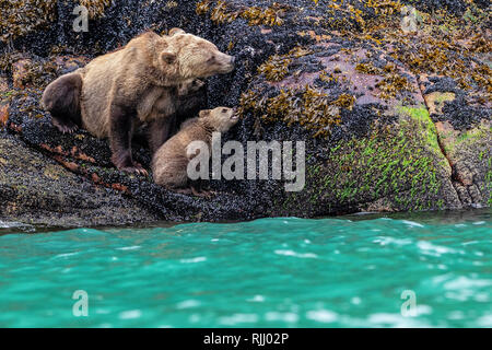 Grizzly Bär Mutter und ihre Cub sind Fütterung auf Miesmuscheln bei Ebbe entlang der Knight Inlet Shoreline, erste Nationen Gebiet, British Columbia, Stockfoto