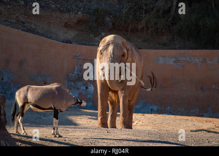 Ein Elefant und Oryx Antilopen in der Oasis Park in Fuerteventura, Kanarische Inseln Stockfoto