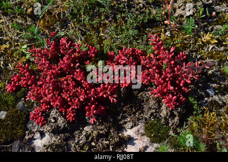 Weiße Fetthenne (sedum album). Die Fleischigen Pflanze ist im Winter bis zum Beginn der Vegetationsperiode tief rot und dann wieder grün. Deutschland Stockfoto