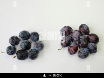 Prunus Sorten. Von links nach rechts: Frucht der Pflaume (Prunus domestica), Zwetschge (Prunus domestica subsp. domestica) Deutschland Stockfoto