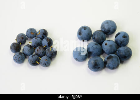 Von links nach rechts: Frucht der Schlehdorn (Prunus spinosa) und Bullace Pflaume, Zwetschge Pflaume (Prunus domestica ssp. Insititia, Prunus Insititia). Deutschland Stockfoto