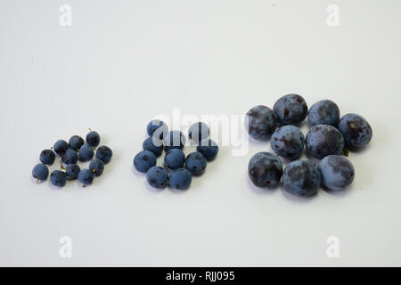 Prunus Sorten. Schlehe (Prunus spinosa), Bullace Pflaume, Zwetschge Pflaume (Prunus domestica ssp. Insititia, Prunus Insititia), Pflaume (Prunus domestica). Stockfoto