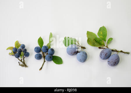 Prunus Sorten. Schlehe, Bullace Pflaume, Zwetschge Pflaume Pflaume (Prunus domestica), Zwetschge (Prunus domestica) sub.. Stockfoto