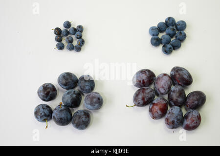 Prunus Sorten. Obere Reihe von links nach rechts: Blackthorn und Bullace Pflaume, Zwetschge Pflaume; untere Reihe von Links nach Rechts: Pflaume und Zwetschge. Stockfoto