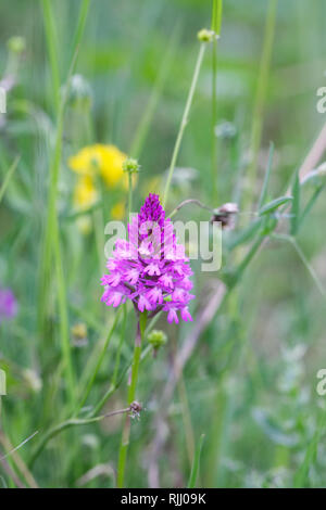 Anacamptis Pyramidalis. Pyramiden-Orchidee in einer Wildblumenwiese. Stockfoto