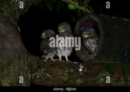 Steinkauz (Athene noctua). Die jungen Vögel sind bereits so stark, dass sie sich in den Baum klettern können und betreut von den Eltern da sein. Stockfoto