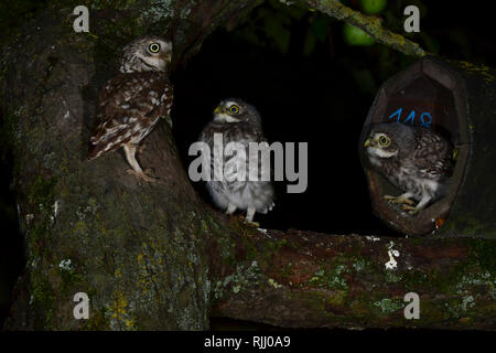 Steinkauz (Athene noctua). Eltern mit zwei Jungen am Eingang eines Nistkastens.