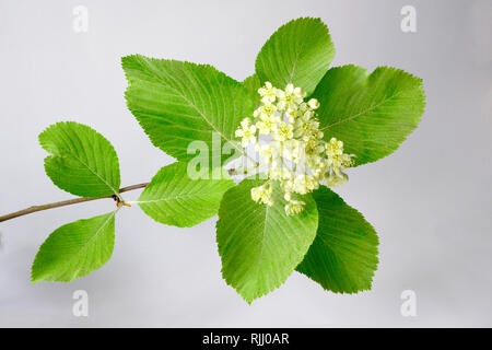 Gemeinsame Whitebeam (Sorbus aria). Blühende Zweig. Studio Bild auf weißem Hintergrund Stockfoto