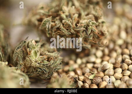 Cannabis Geschäftskonzept. Medizinisches Marihuana und cbd Ölsaaten Stockfoto