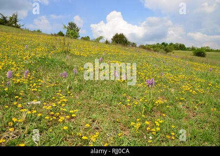 Hufeisen Vetch (Hippocrepis comosa) und militärischen Orchideen, Soldat Orchideen (Orchis militaris). Blühende Pflanzen auf einem unbebauten Wiese. Deutschland Stockfoto