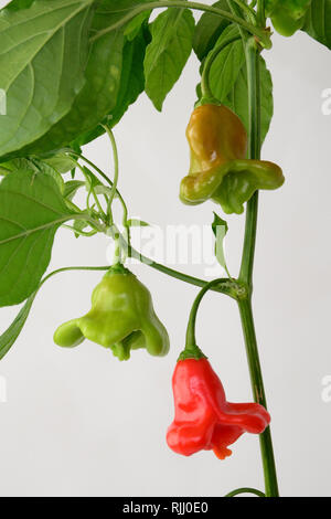 Red Hot Chili, Chili, Bishops Crown (Capsicum baccatum var. Pendel). Zweig mit Reife und Unreife Paprikaschoten. Stockfoto