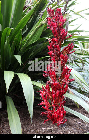 Besuchen sie Australien. Scenics und Blick entlang der Ostküste von Melbourne nach Sydney nach Brisbane nach Gladstone und zurück. Royal Botanic Garden, Sydney Stockfoto