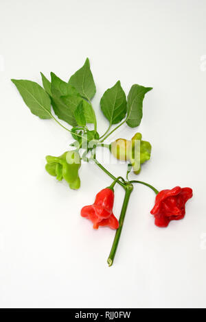 Red Hot Chili, Chili, Bishops Crown (Capsicum baccatum var. Pendel). Zweig mit Reife und Unreife Paprikaschoten. Stockfoto