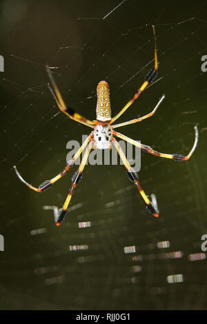 Goldenen Seidenspinne (Nephila clavipes) im Web ein. USA. Verkauf in Deutsch-sprachigen Ländern Stockfoto