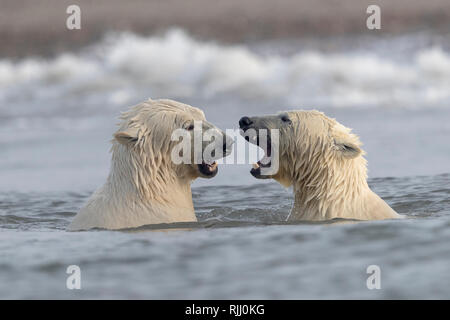 Eisbär (Ursus maritimus, Thalarctos maritimus). Zwei Personen, playfighting im flachen Wasser. Stockfoto