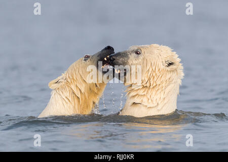 Eisbär (Ursus maritimus, Thalarctos maritimus). Zwei Personen, playfighting im flachen Wasser. Stockfoto