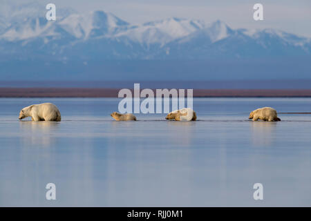 Eisbär (Ursus maritimus, Thalarctos maritimus). Mutter und drei Jungtiere wandern im flachen Wasser. Kaktovik, Alaska. Stockfoto