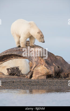 Eisbär (Ursus maritimus, Thalarctos maritimus). Nach in der Nähe der Knochen Pile, Aas bowhead Wale jagen durch die Dorfbewohner. Stockfoto