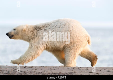 Eisbär (Ursus maritimus, Thalarctos maritimus), die auf einer vorgelagerten Insel. Kaktovik, Alaska. Stockfoto