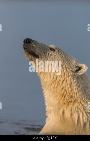 Eisbär (Ursus maritimus, Thalarctos maritimus). Im Meer nach. Kaktovik, Alaska. Stockfoto